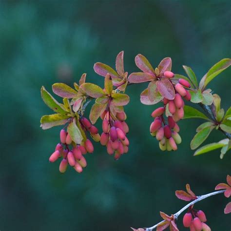 barberry vs berberine.